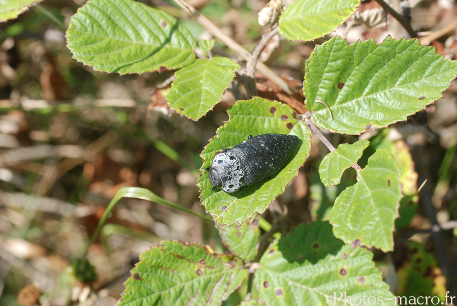 Capnodis tenebrionis